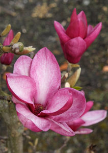 Obraz Magnolia